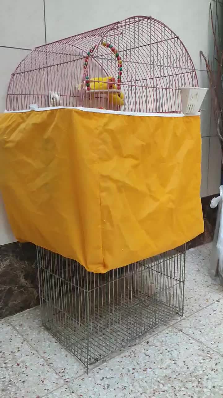 قفس کوتوله سر هلویی مولد|پرنده|خمینی‌شهر, |دیوار