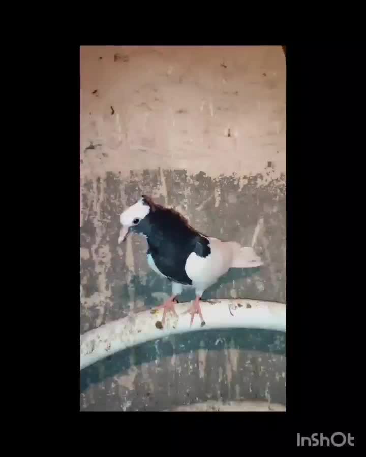 کبوتر|پرنده|شال, |دیوار