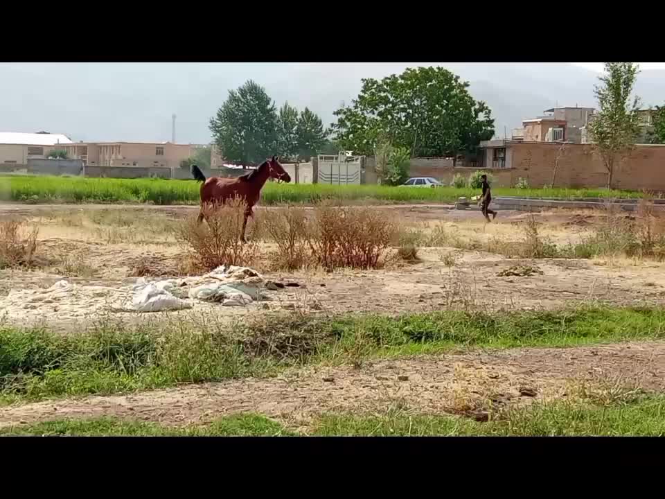 یک راس کره مادیان ۲ ساله نژاد دار|اسب و تجهیزات اسبسواری|خانمیرزا, |دیوار