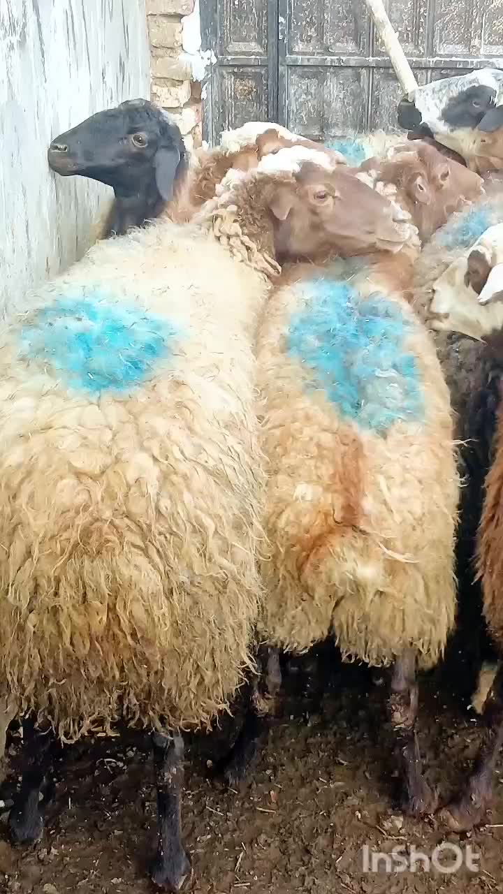 ۱۵ راس گوسفند شیره دار|حیوانات مزرعه|سنندج, |دیوار