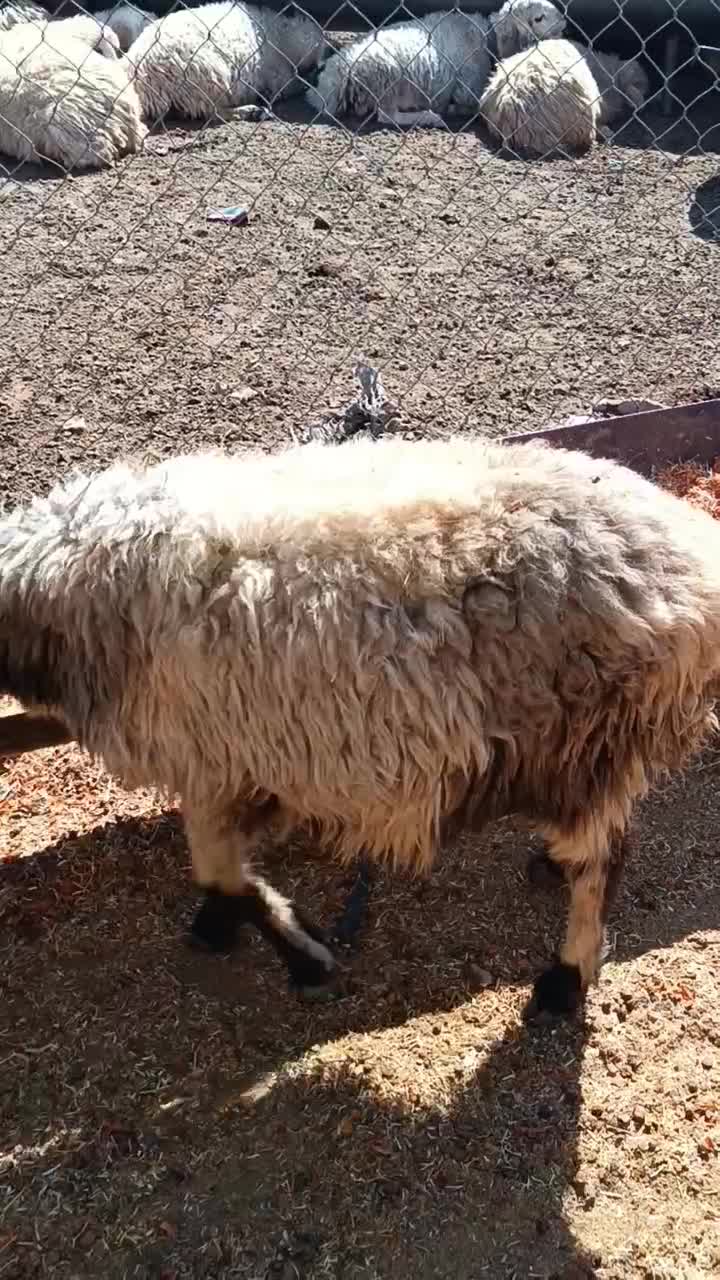 میش داشتی|حیوانات مزرعه|سیدان, |دیوار