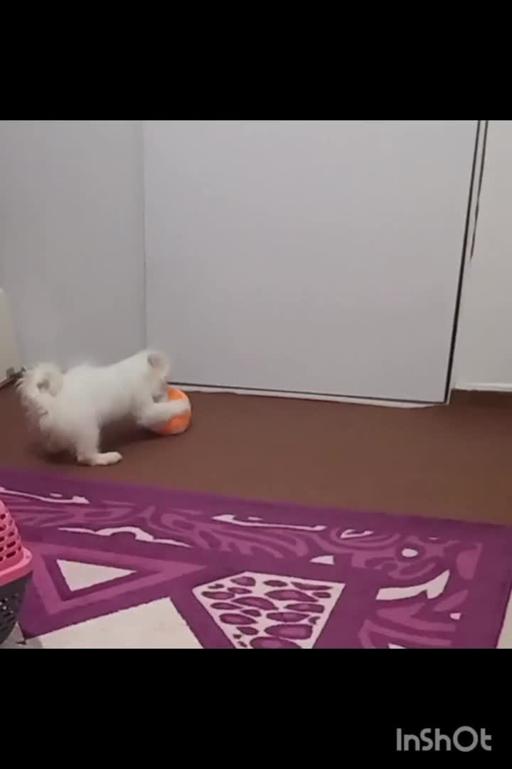 سگ شیتزو|حیوانات|فردیس, شهرک گلها|دیوار