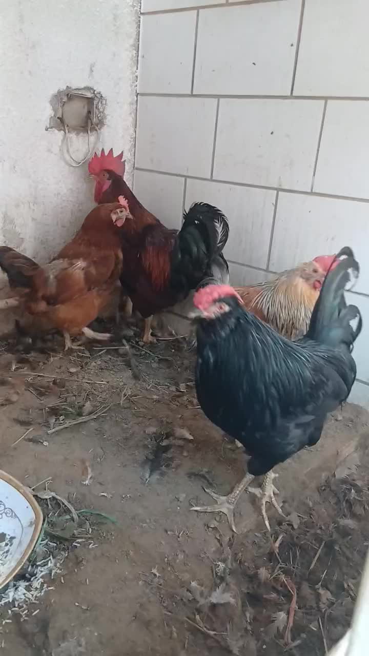 مرغ و خروس|حیوانات مزرعه|خورموج, |دیوار