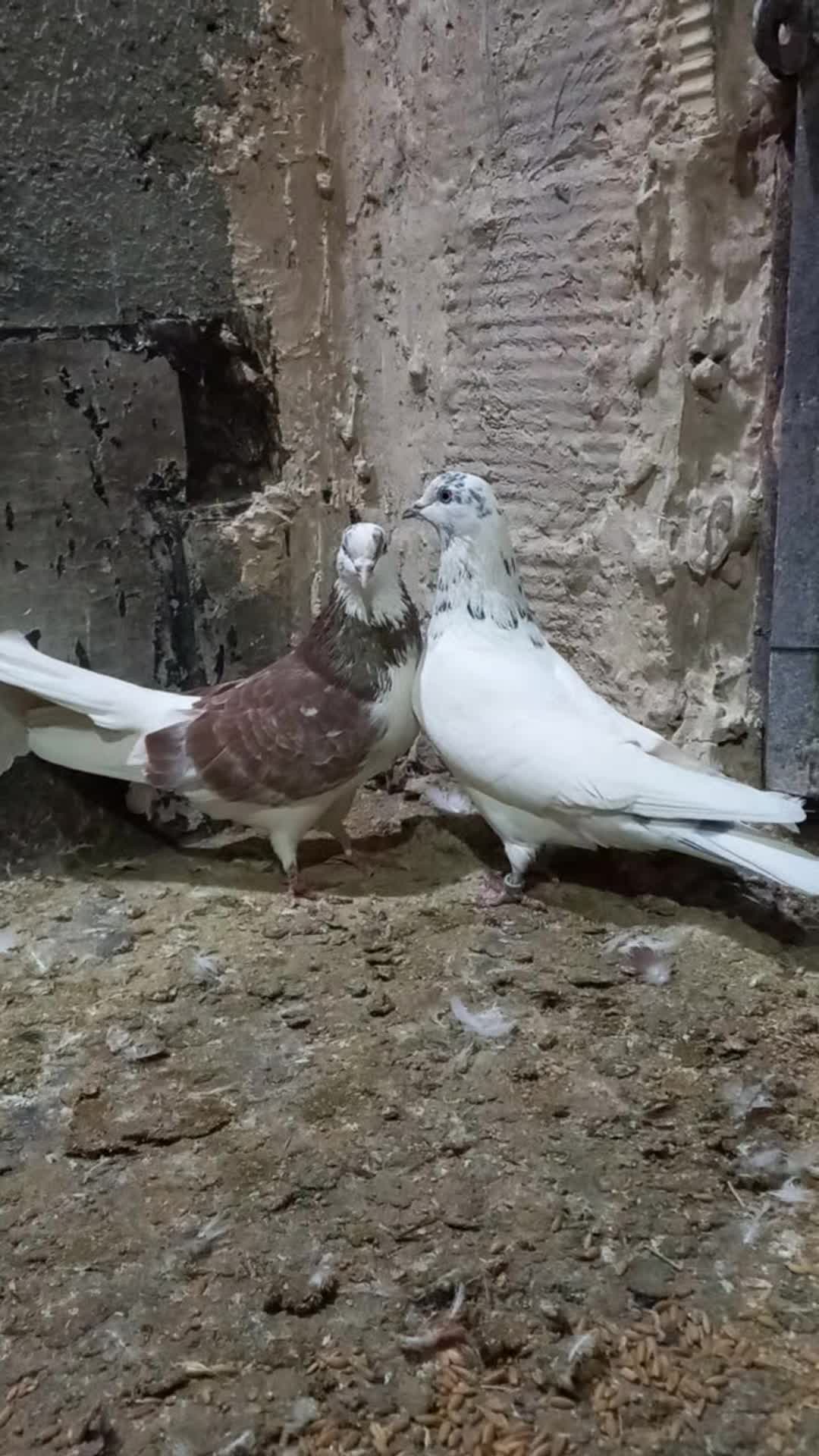 ۲ عدد نر گردن کلفت|پرنده|رباطکریم, شترخوار|دیوار