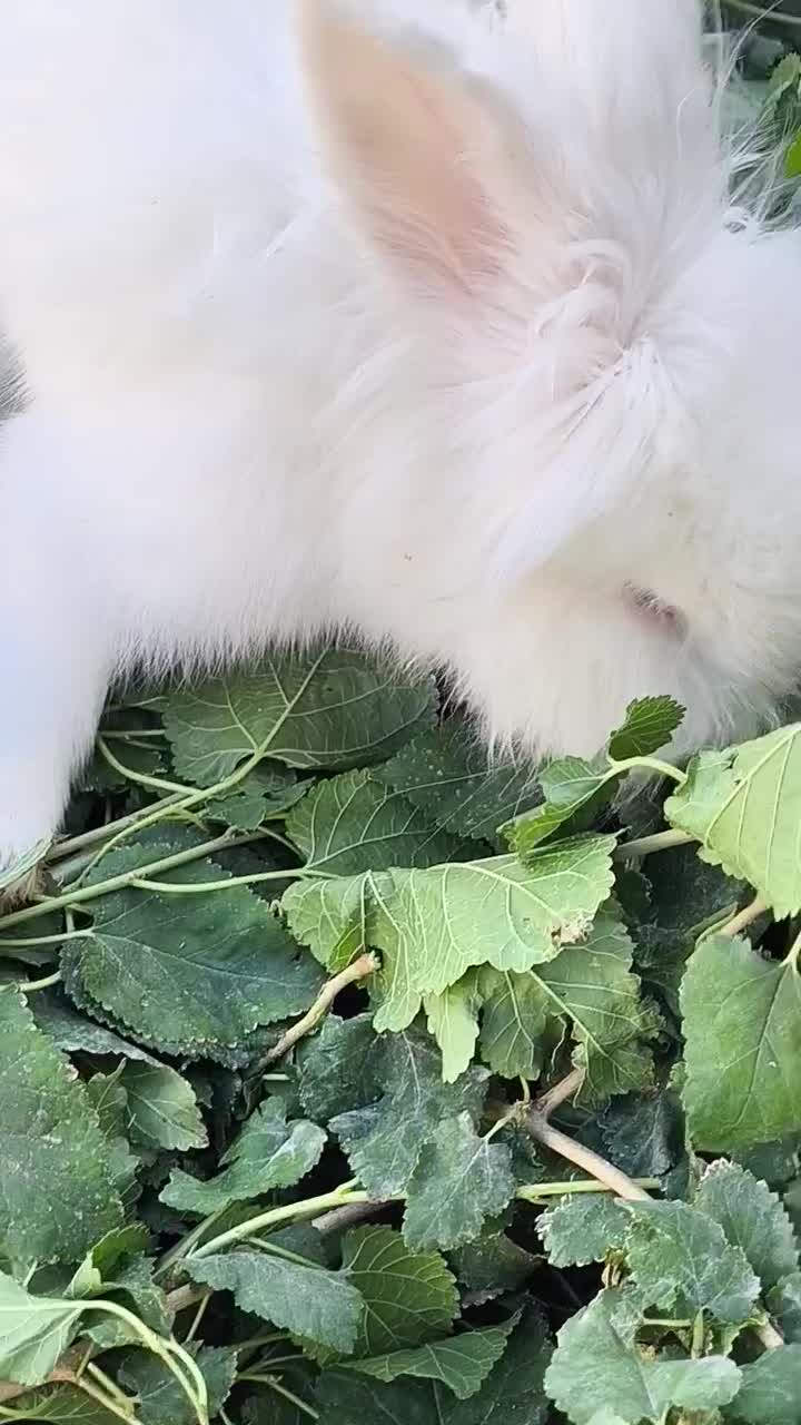 خرگوش پشمالو|موش و خرگوش|سراوان, |دیوار