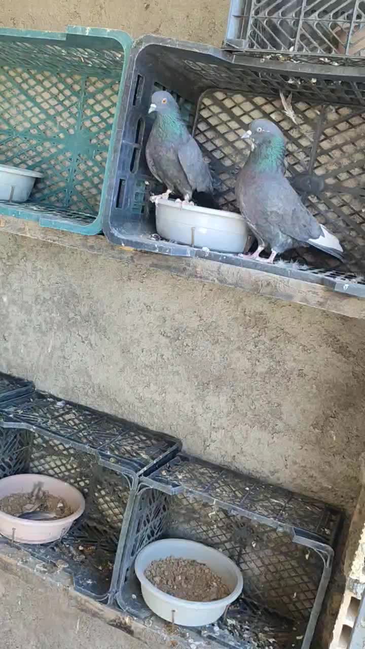 کفتر گرو پرشی سیاه زرهی|پرنده|عسگران, |دیوار