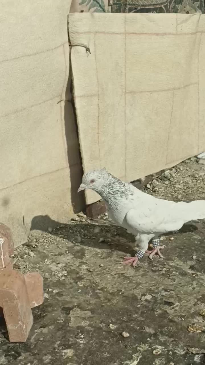 سینه آبی نر|پرنده|شیراز, شهرک گلستان|دیوار