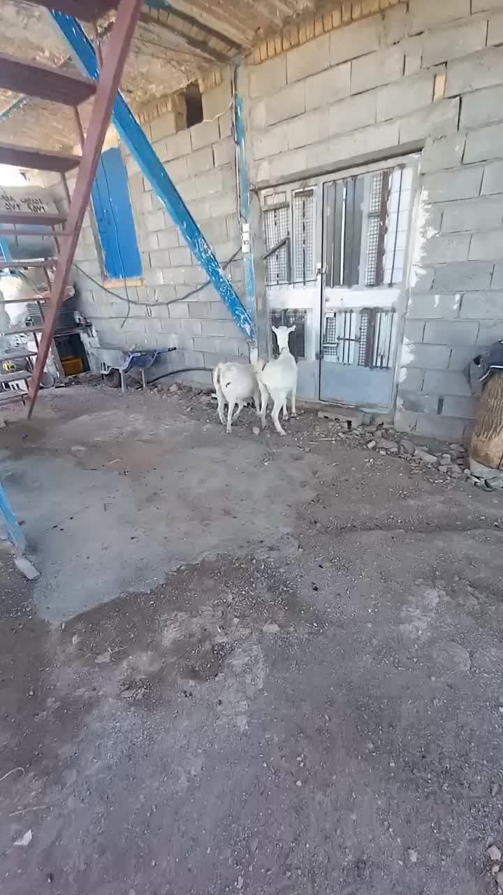 بزغاله عتیقه|حیوانات مزرعه|جوانرود, |دیوار