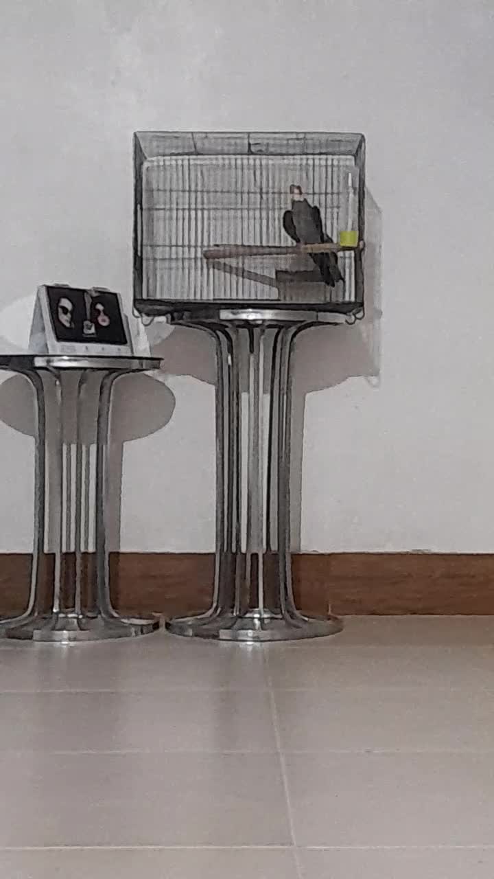 تاب و عروس هلندی|مبلمان خانگی و میز عسلی|گرگان, |دیوار