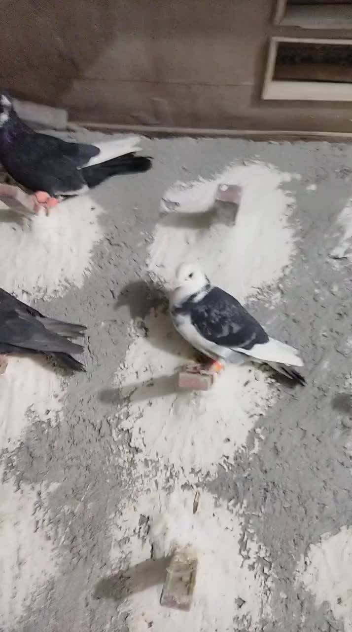 میناسیاه|پرنده|زاهدان, |دیوار