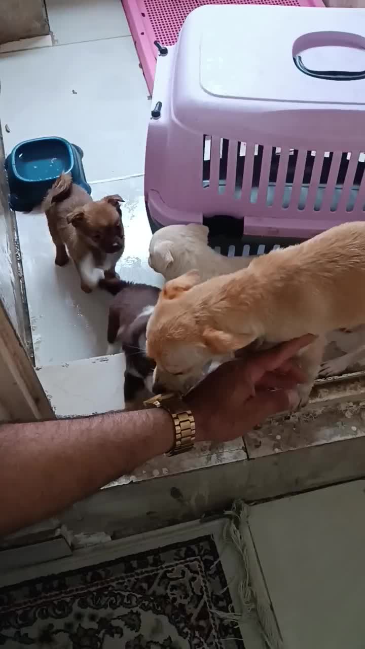 توله شیواوا|سگ|قرچک, پویینک|دیوار