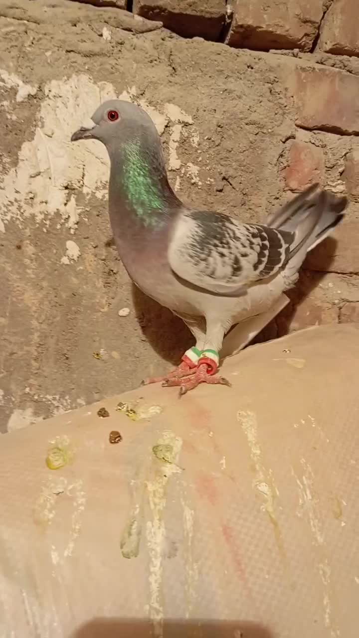 کبوتر|پرنده|خاش, |دیوار