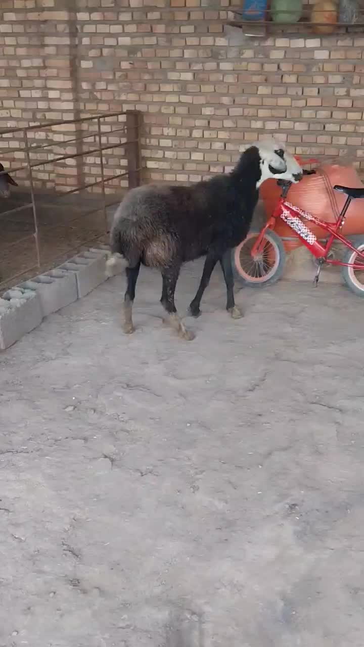 یک راس شیشک داشتی|حیوانات مزرعه|علی‌آباد کتول, |دیوار