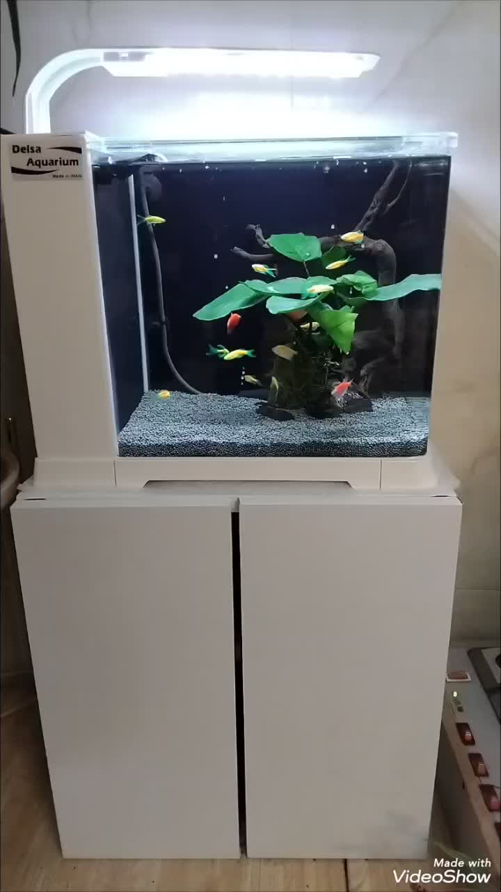 آکواریوم ،هدیه خاص واسه روز زن و روز مادر|ماهی|نیشابور, شریعتی|دیوار