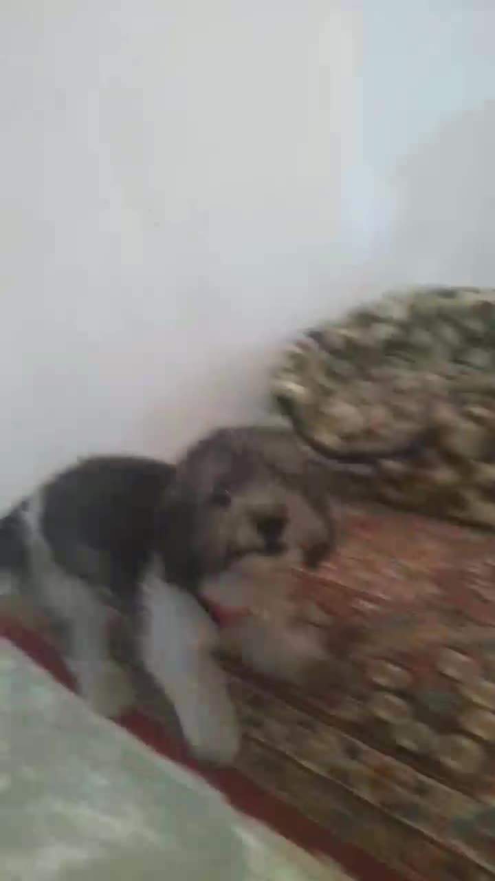 سگ نژادشیتزوتریر معاوضه باگوشی|سگ|کرمانشاه, |دیوار