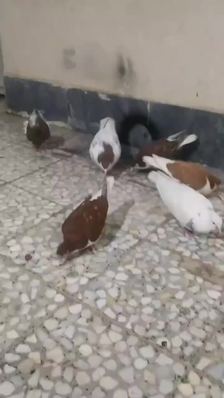 کفتر میزان|پرنده|قزوین, |دیوار