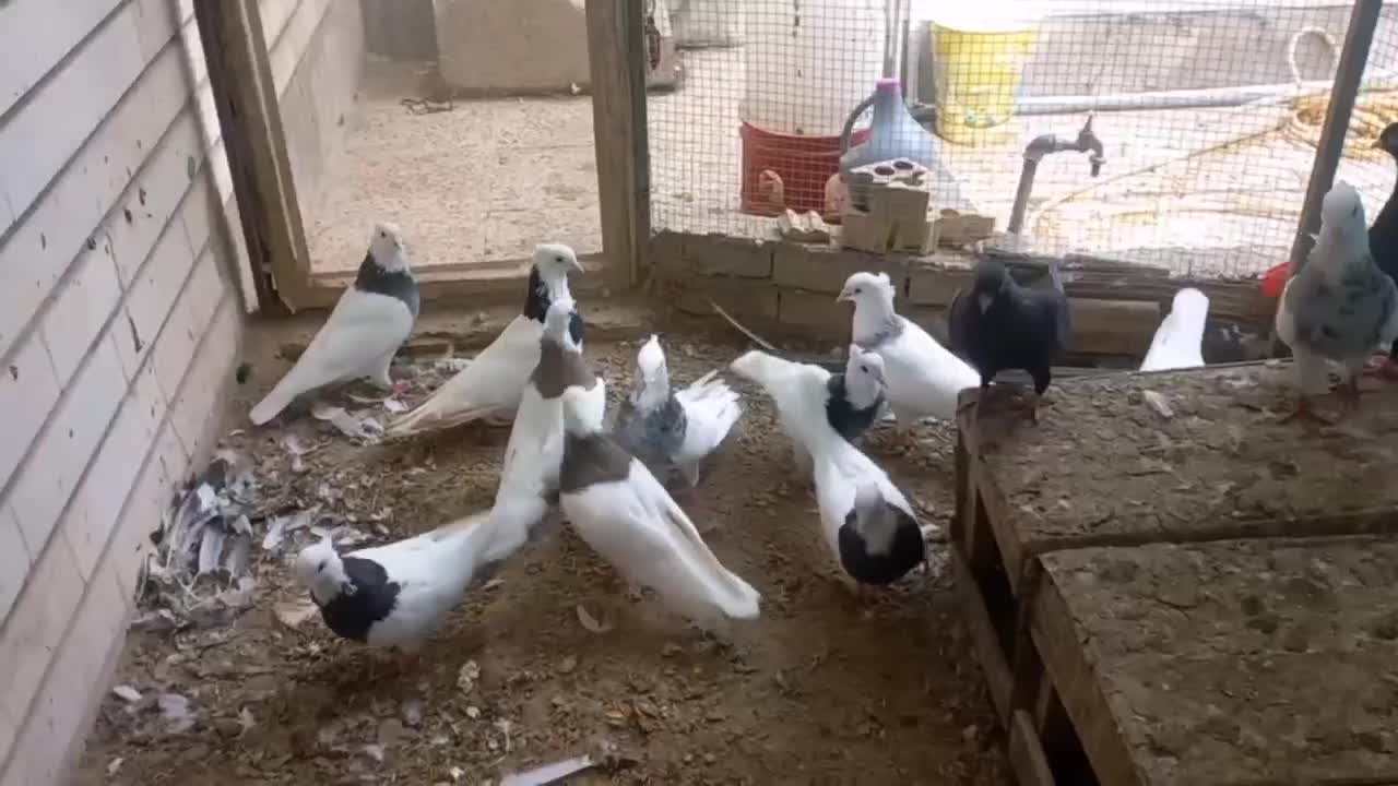 طوقی،،|پرنده|خرمشهر, |دیوار