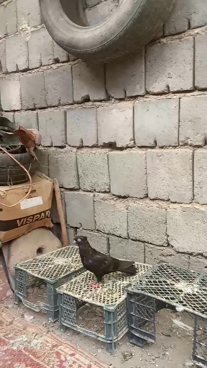 کبوتر|پرنده|رودبار (کرمان), |دیوار