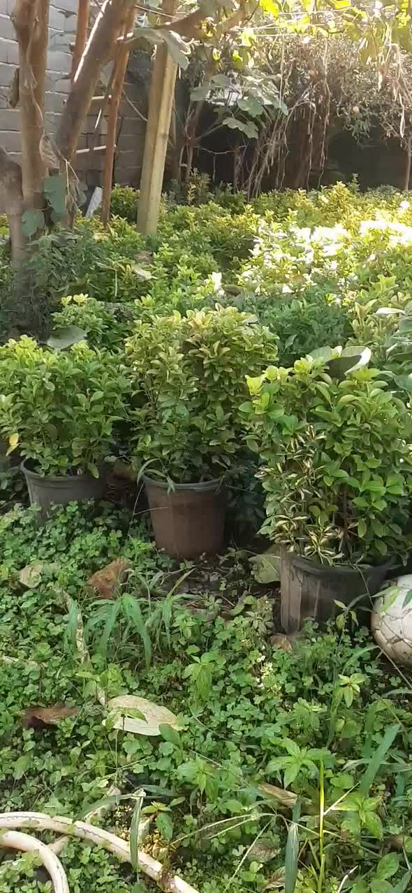 شمشادطلایی|گل و گیاه طبیعی|املش, |دیوار