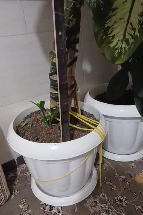 فروش گل|گل و گیاه طبیعی|درگزین, |دیوار