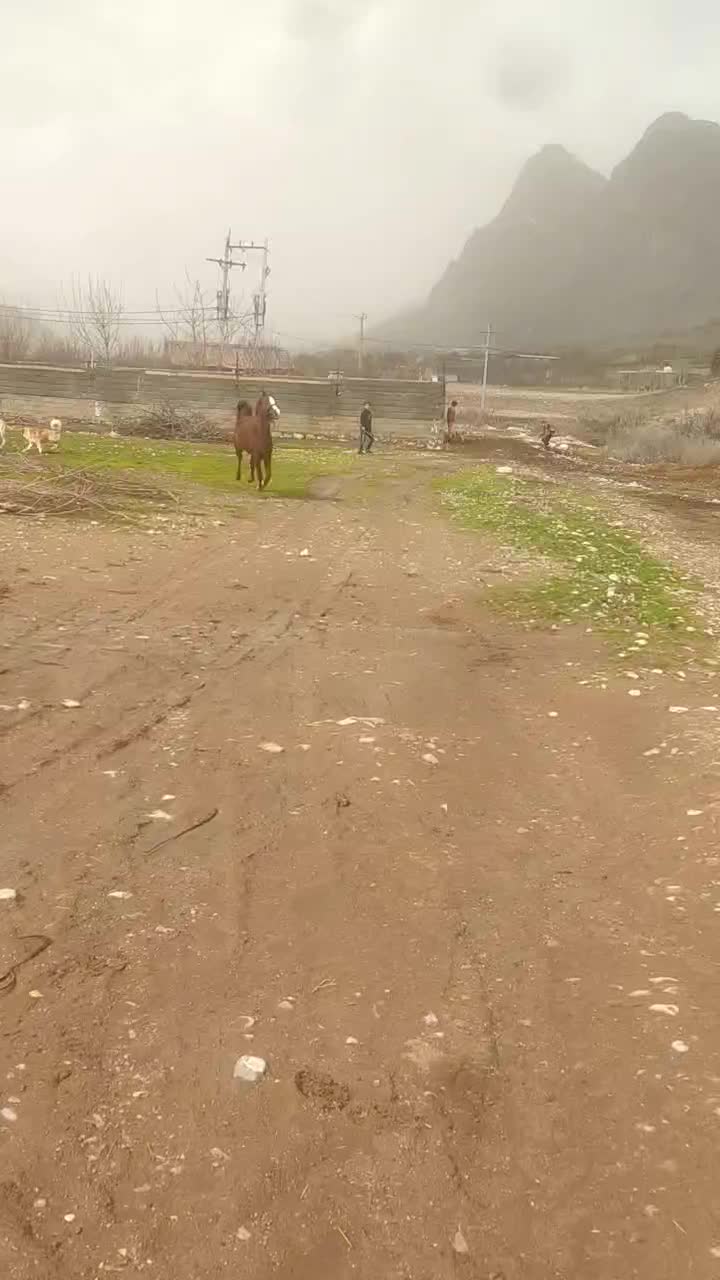 اسب نریون|اسب و تجهیزات اسب‌سواری|خرم‌آباد, |دیوار