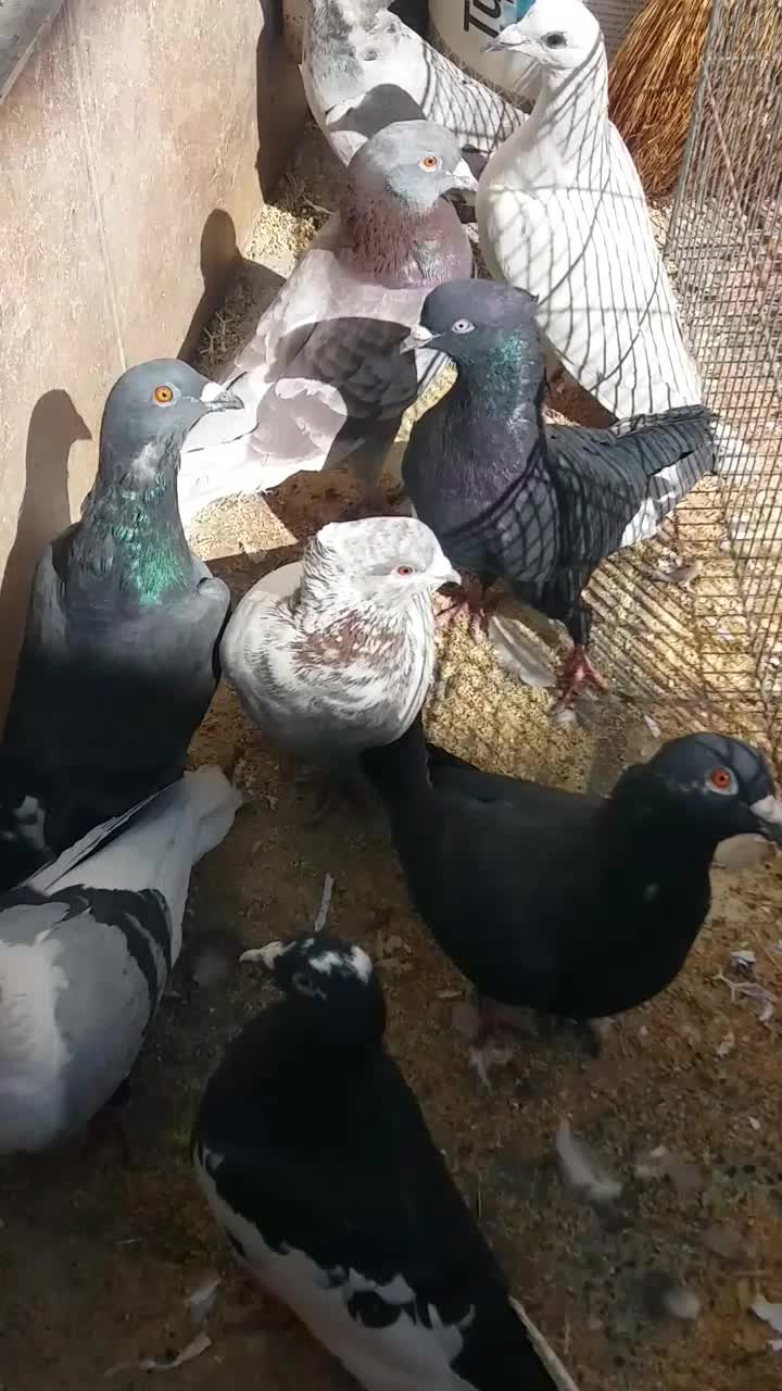 کفتر|پرنده|بختگان, |دیوار