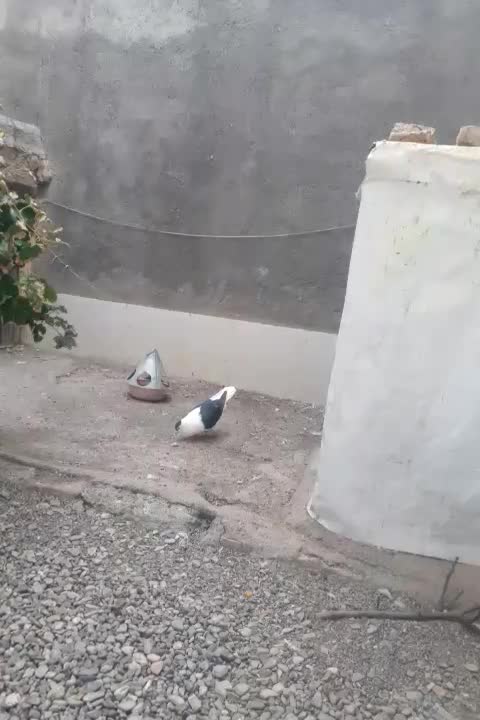 جفت خال کتف افغانی قلدور جفت نرهمچی تمام|پرنده|شهرآباد, |دیوار