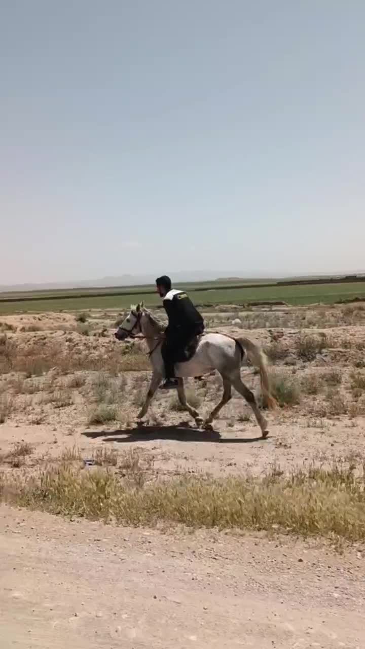 مادیون کرد|اسب و تجهیزات اسبسواری|مشهد, شیرحصار|دیوار