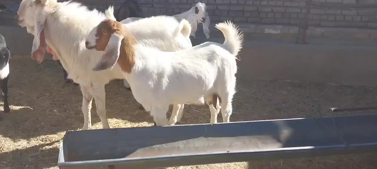 بز پاکستانی درجه یک شاه بز|حیوانات مزرعه|تربت‌حیدریه, بوستان باغ ملی|دیوار