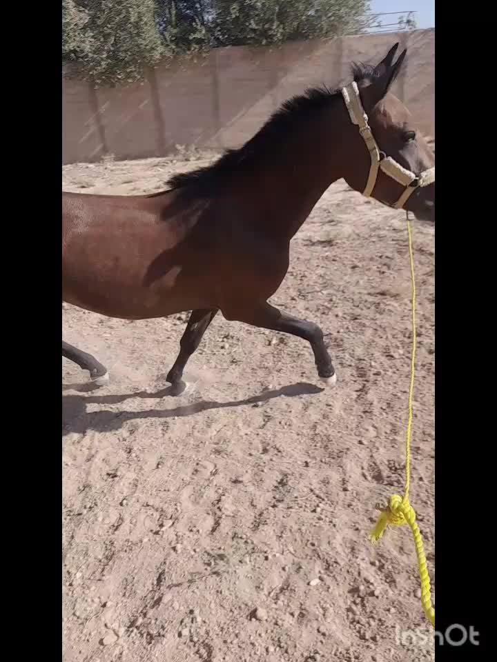 مادیان کرد ۲ساله|اسب و تجهیزات اسبسواری|جوادآباد, |دیوار