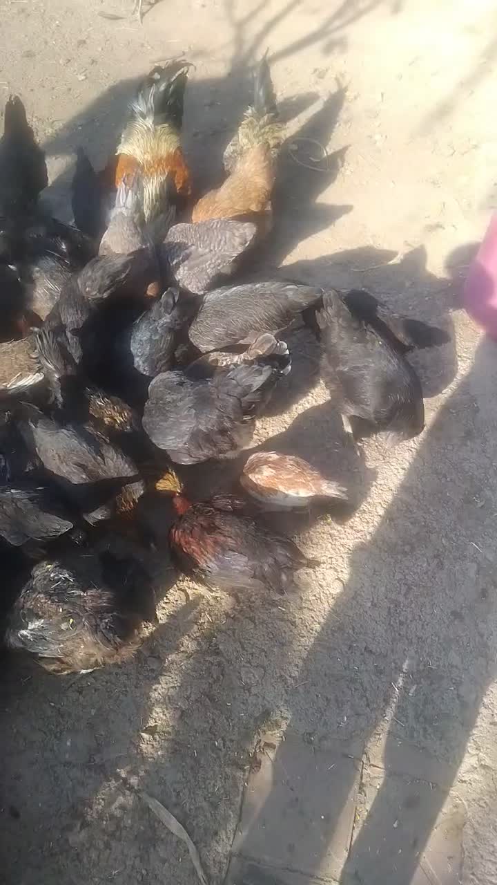 مرغ وخروس|حیوانات مزرعه|محمدیه-قزوین, |دیوار