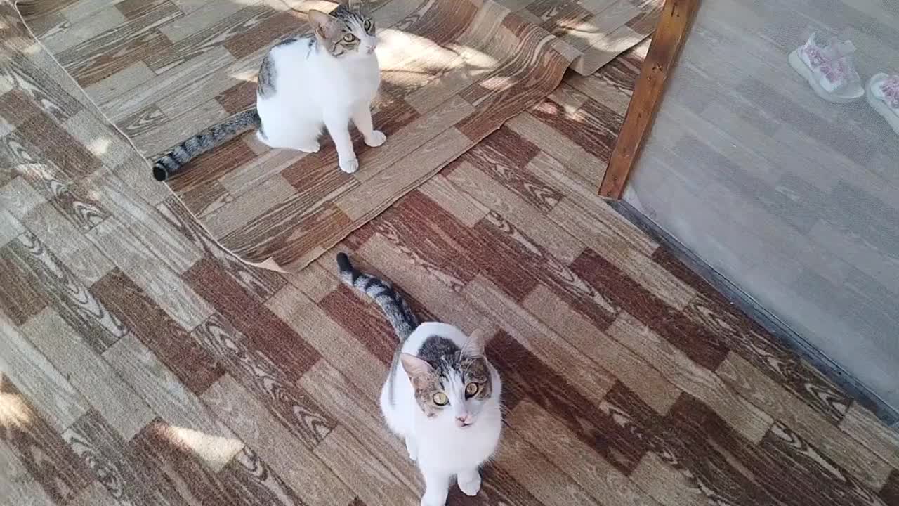 گربه رایگان|گربه|رودسر, |دیوار