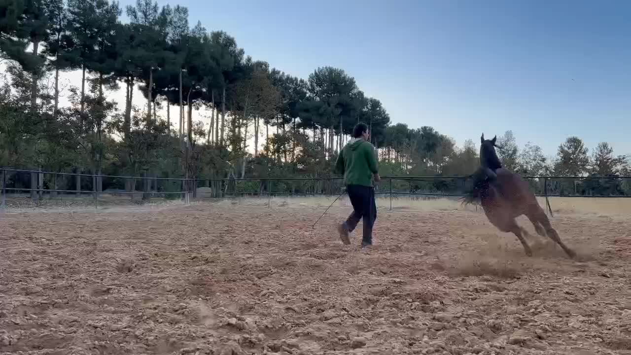 تعدادی نریان و مادیان بالغ و کره ی عرب مصری|اسب و تجهیزات اسبسواری|تهران, تهرانپارس جنوبی|دیوار
