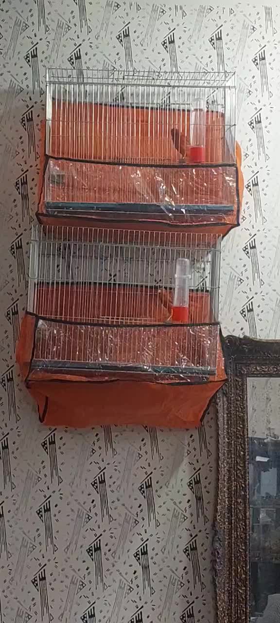 قناری مست روانی|پرنده|شیراز, شهرک سراج|دیوار