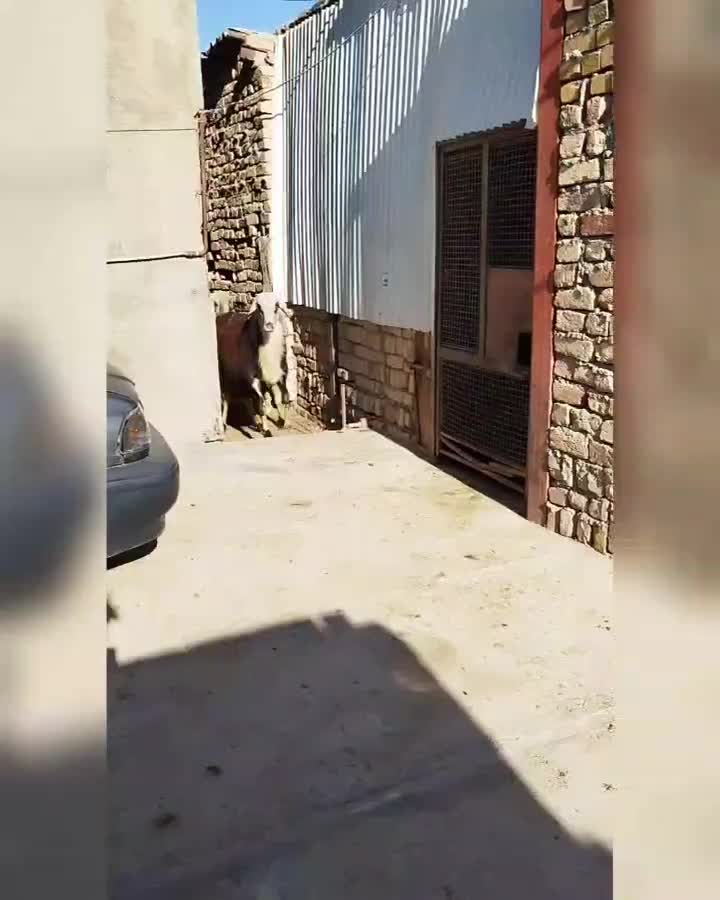 بره قوچ پلنگی|حیوانات مزرعه|ملایر, |دیوار