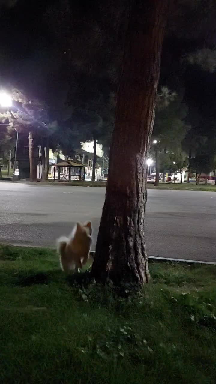 پامرخرسی ۸ماهه|سگ|کرمانشاه, |دیوار