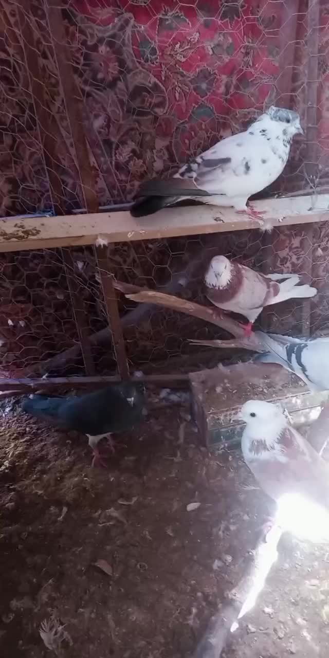 کبوتر|پرنده|بافت, |دیوار