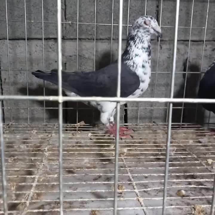 جفت نرماده کشکشی سیاه|پرنده|وحدتیه, |دیوار