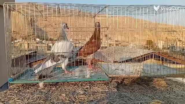 2 جوجه نر آینده دار|پرنده|شیراز, نصر|دیوار