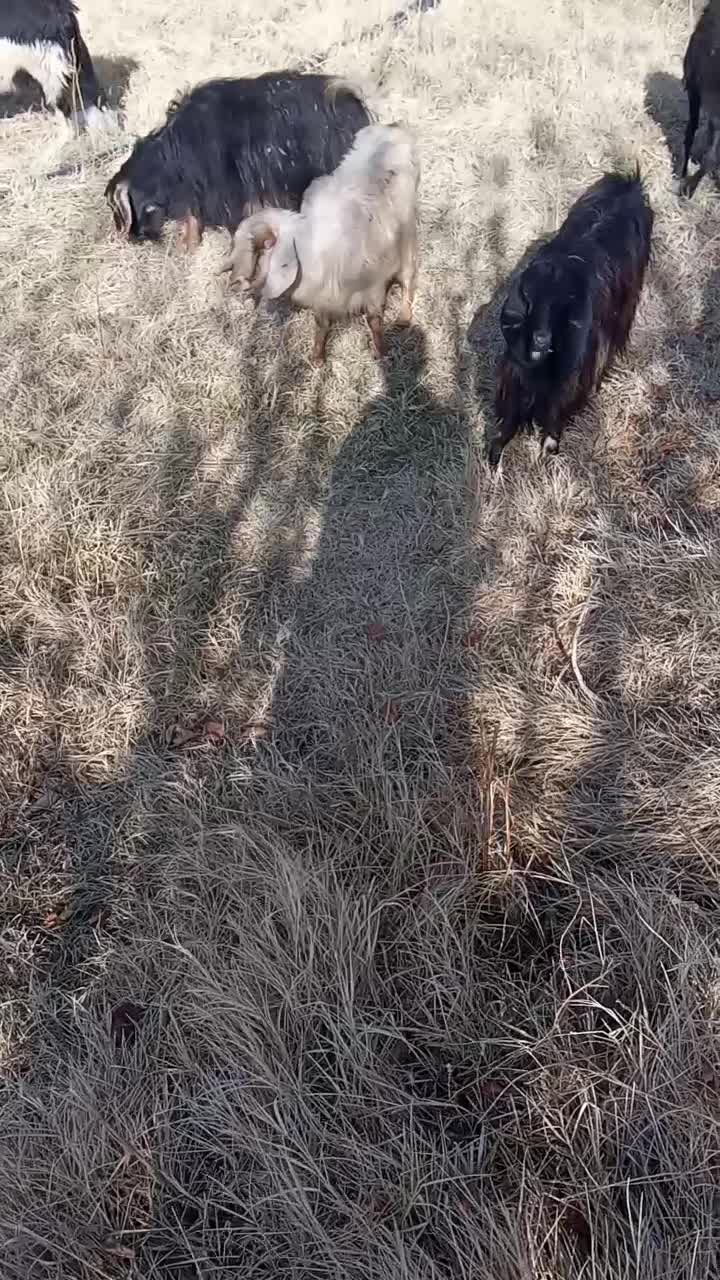 8عدد بز بزرگ|حیوانات مزرعه|میاندوآب, |دیوار