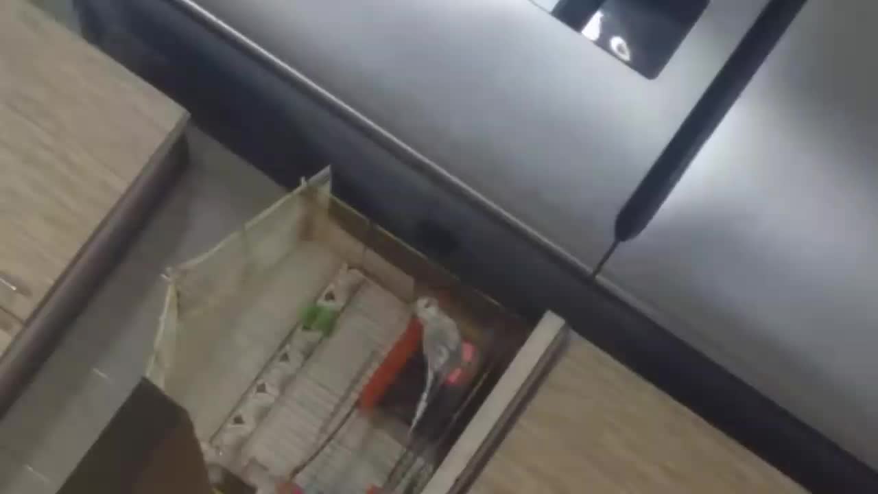 عروس هلندی وایت فیس نر ۶ ماهه|پرنده|اهواز, شهرک نفت|دیوار