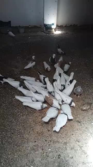 کفتر طوقی سرور|پرنده|بستان آباد, |دیوار