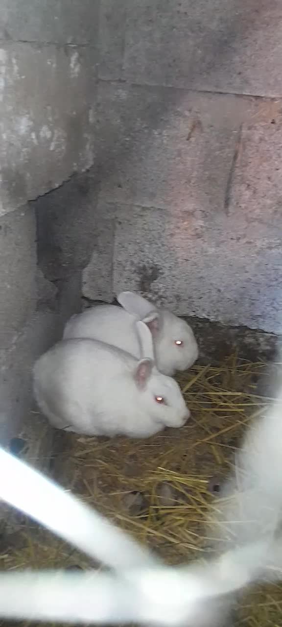 خرگوش نر و ماده شکم دار|موش و خرگوش|سنگر, |دیوار