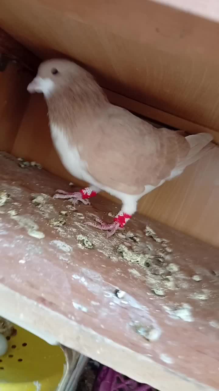 کفتر تافته ای نرماده شهری زرد نر|پرنده|شیراز, نیستان|دیوار