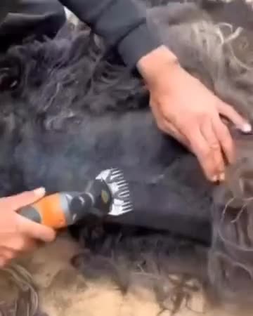 پشم تراش گوسفند|ابزارآلات|رستمآباد, |دیوار