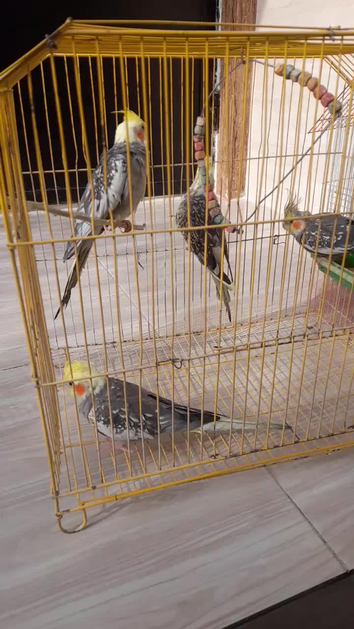 طوطی عروس|پرنده|شفت, |دیوار