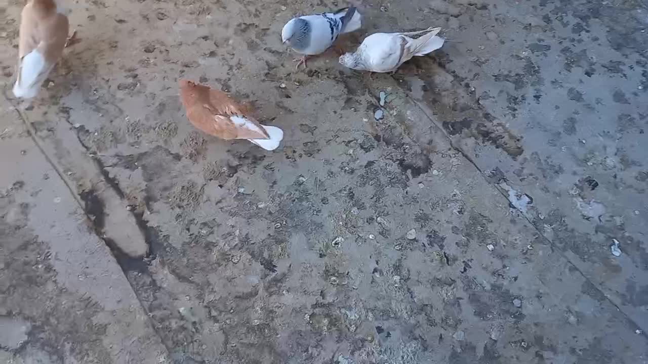 کبوتر|پرنده|نیشابور, شهرک بسیج|دیوار