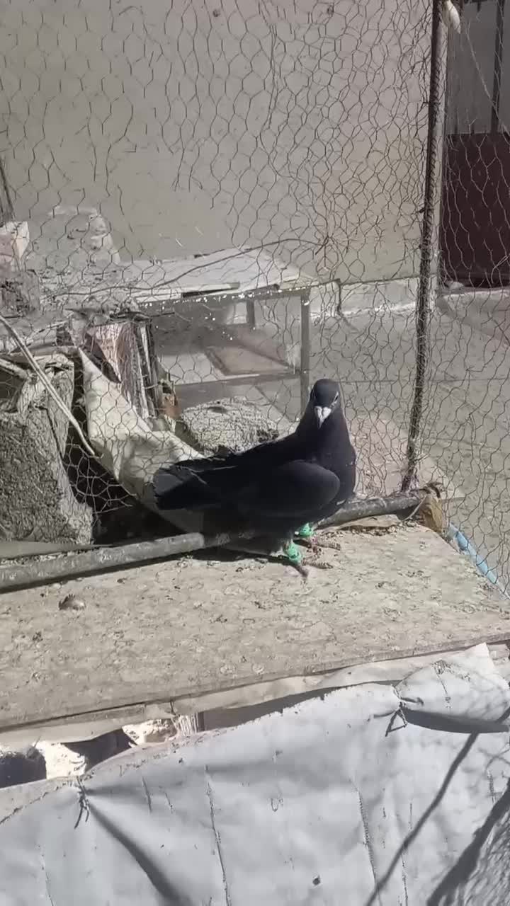 کبوتر نر  پر غلط  اشکی  تاحتی|پرنده|زاهدان, |دیوار