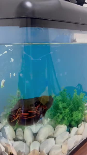 آکواریوم شیشه خم|ماهی|مشکیندشت, |دیوار