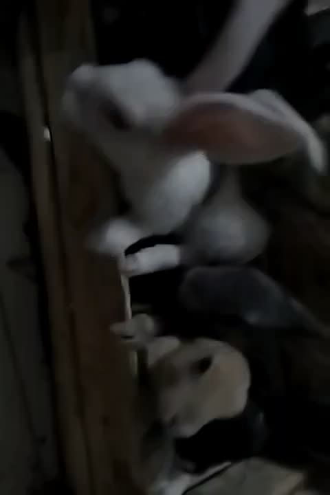 بچه خرگوش سالم باادب حرف گوش|موش و خرگوش|خرمآباد, |دیوار